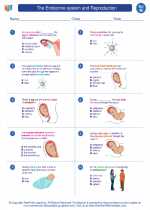 Science - Eighth Grade - Worksheet: The endocrine system and Reproduction
