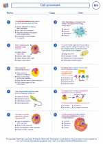 Biology - High School - Worksheet: Cell processes