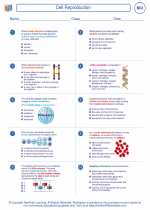 Biology - High School - Worksheet: Cell Reproduction