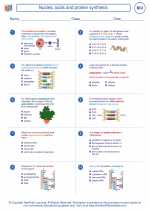 Biology - High School - Worksheet: Nucleic acids and protein synthesis