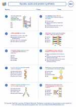 Biology - High School - Worksheet: Nucleic acids and protein synthesis