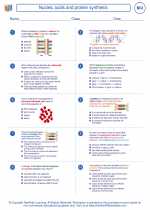 Biology - High School - Worksheet: Nucleic acids and protein synthesis