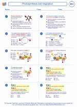 Biology - High School - Worksheet: Photosynthesis and respiration