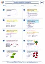 Biology - High School - Worksheet: Photosynthesis and respiration