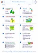 Biology - High School - Worksheet: Plant structure and function