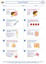 Biology - High School - Worksheet: Human biology I