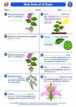 Science - Third Grade - Worksheet: Main Parts of Plants