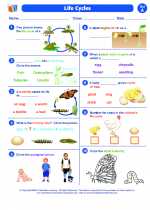 Science - First Grade - Worksheet: Life cycles