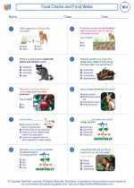 Biology - High School - Worksheet: Food Chains and Food Webs