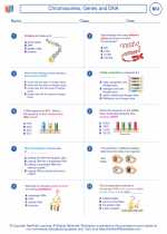 Chromosomes, Genes and DNA Biology Worksheets and Study Guides High School