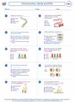 Biology - High School - Worksheet: Chromosomes, Genes and DNA
