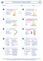 Biology - High School - Worksheet: Chromosomes, Genes and DNA