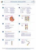 Biology - High School - Worksheet: Chromosomes, Genes and DNA