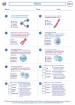 Mitosis. High School Biology Worksheets and Answer keys, Vocabulary Sets.