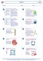 Mitosis. High School Biology Worksheets and Answer keys, Vocabulary Sets.