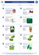 Science - Seventh Grade - Worksheet: Photosynthesis and Respiration