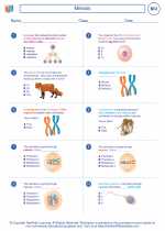 Meiosis. High School Biology Worksheets and Answer keys, Vocabulary Sets.