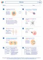 Biology - High School - Worksheet: Meiosis