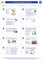 Science - Third Grade - Worksheet: Life Cycles of Plants and Animals