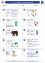 Science - Third Grade - Worksheet: Life Cycles of Plants and Animals