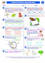 Science - Fourth Grade - Worksheet: Animal Growth and Reproduction