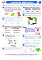 Science - Fourth Grade - Worksheet: Animal Growth and Reproduction
