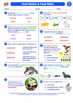 Science - Fourth Grade - Worksheet: Food Chains & Food Webs