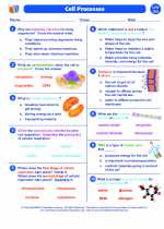 Science - Seventh Grade - Worksheet: Cell Processes