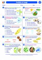 Science - Seventh Grade - Worksheet: Protists and Fungi