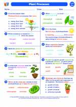 Science - Sixth Grade - Worksheet: Plant Processes