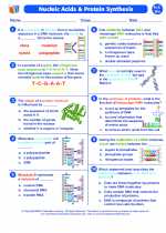 Biology - High School - Worksheet: Nucleic acids and protein synthesis