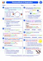 Biology - High School - Worksheet: Photosynthesis and respiration