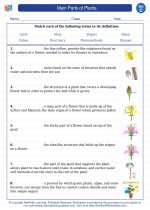 Science - Third Grade - Vocabulary: Main Parts of Plants