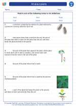 all about plants first grade science worksheets and answer keys study guides and vocabulary sets