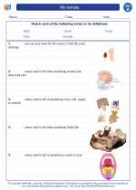 Science - First Grade - Vocabulary: My senses
