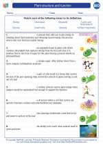 Biology - High School - Vocabulary: Plant structure and function
