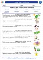 Roots, Stems and Leaves. 5th Grade Science Worksheets and Answer keys