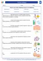 Biology - High School - Vocabulary: Human biology I