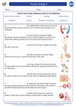 Biology - High School - Vocabulary: Human biology II