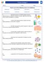 Biology - High School - Vocabulary: Human biology II