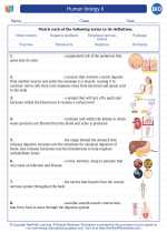 Biology - High School - Vocabulary: Human biology II