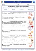 Biology - High School - Vocabulary: Human biology II