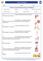 Human biology II. High School Biology Worksheets and ...