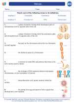 Biology - High School - Vocabulary: Meiosis