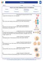 Meiosis High School Biology Worksheets And Answer Keys Vocabulary Sets