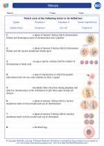 Meiosis High School Biology Worksheets And Answer Keys Vocabulary Sets