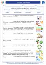 Science - Seventh Grade - Vocabulary: Bacteria and Viruses