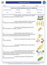Science - Seventh Grade - Vocabulary: Protists and Fungi