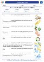 Science - Seventh Grade - Vocabulary: Protists and Fungi