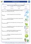 Science - Seventh Grade - Vocabulary: Protists and Fungi